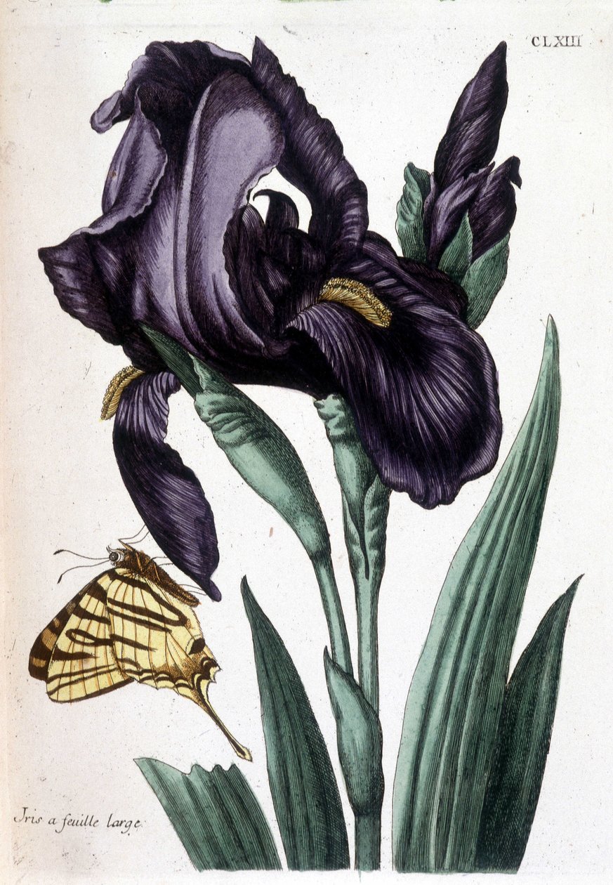 Bredbladet iris - i "Generel historie om insekterne i Surinam og hele Europa" af Maria Sibylla de Merian, red. Desnos, Paris af Maria Sibylla Merian