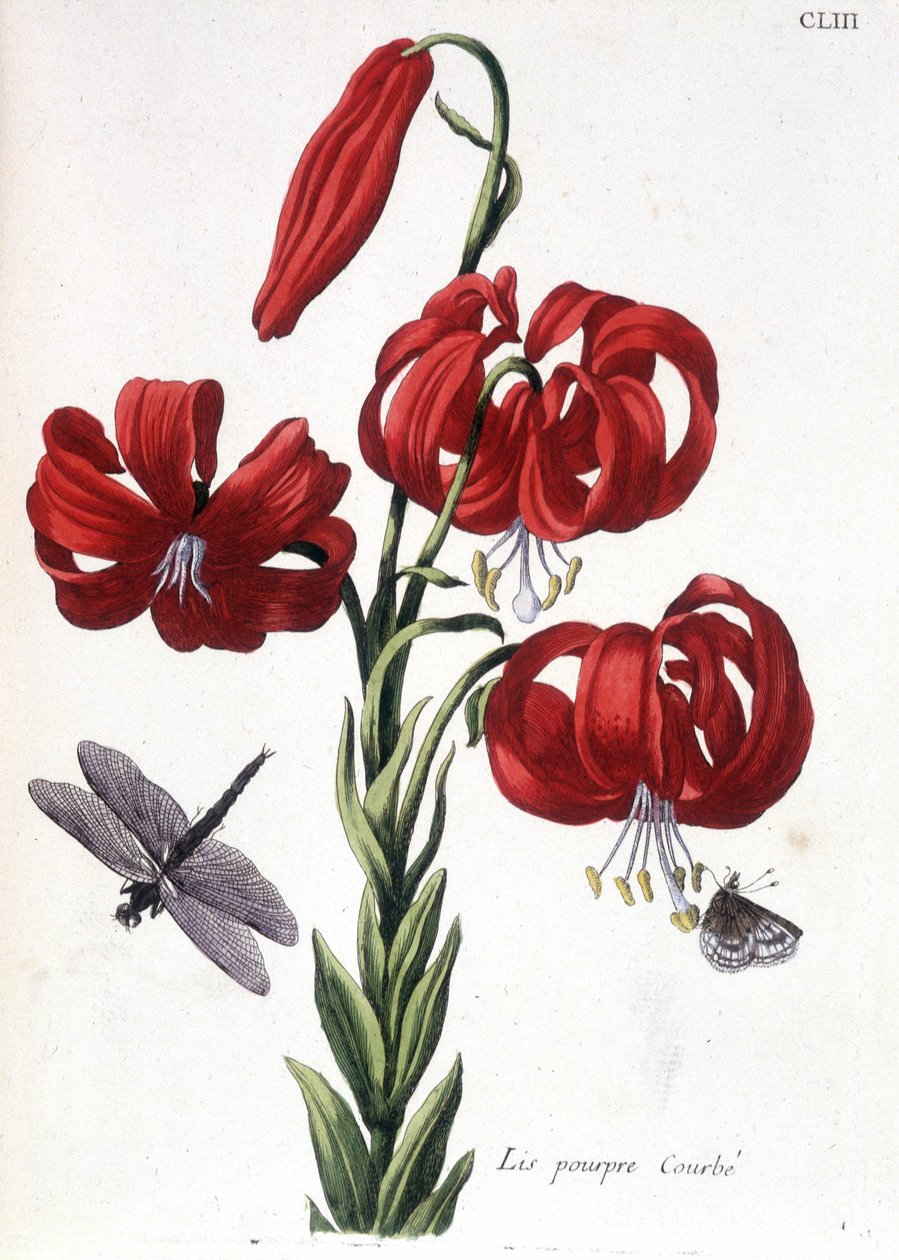 Lilje (lilje) lilla Buet - i "" Generel historie om insekterne i Surinam og hele Europa"" af Maria Sibylla de Merian, red. Desnos, Paris af Maria Sibylla Merian