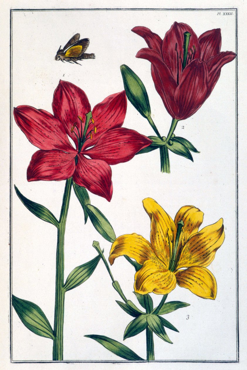 Lilje (lilje) rød - i "" Generel historie om insekterne i Surinam og hele Europa"" af Maria Sibylla de Merian, red. Desnos, Paris af Maria Sibylla Merian
