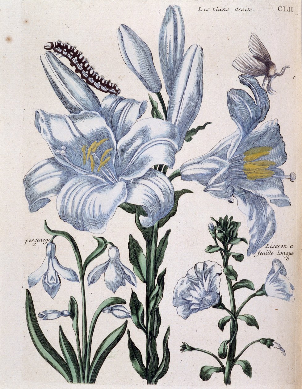 Lys (lis) hvid højre- og langbladskant - i "General History of the Insects of Surinam and All of Europe"" af Maria Sibylla de Merian, red. Desnos, Paris af Maria Sibylla Merian