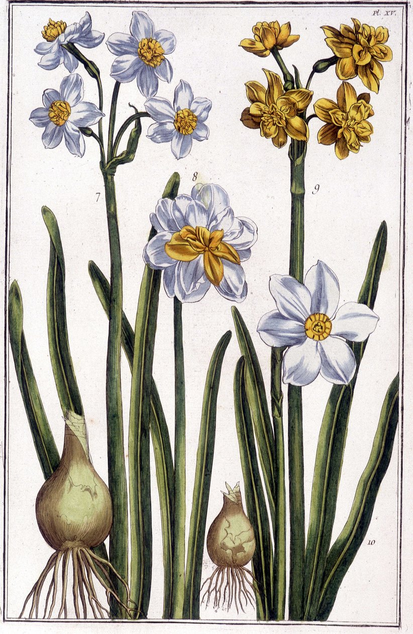 Narcissus - i "" Generel historie om insekterne i Surinam og hele Europa"" af Maria Sibylla de Merian, red. Desnos, Paris af Maria Sibylla Merian