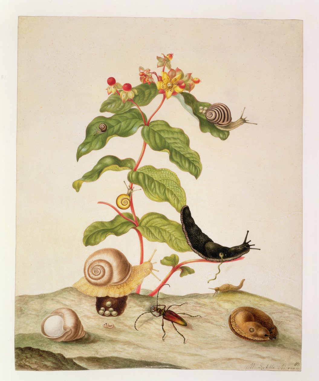 No.1146c Hypericum Baxiforum med snegle og en bille, 1695 af Maria Sibylla Merian
