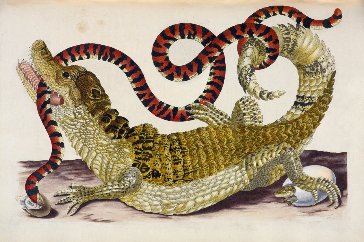 Surinam Caiman beskytter sine udklækninger mod en koralslange af Maria Sibylla Merian