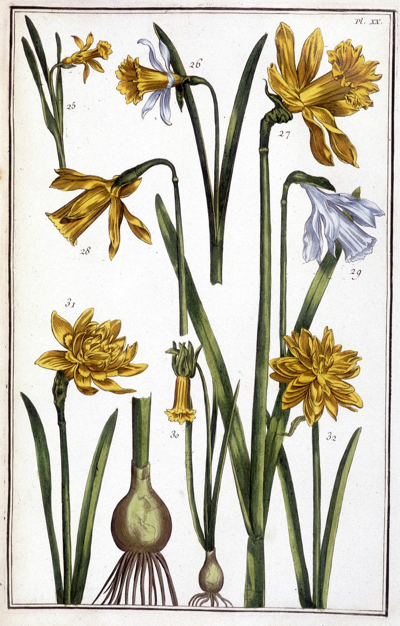 Ukendt billede af Maria Sibylla Merian
