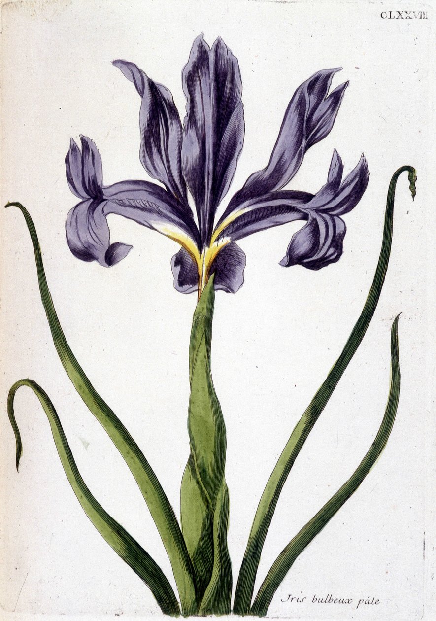 Ukendt billede af Maria Sibylla Merian