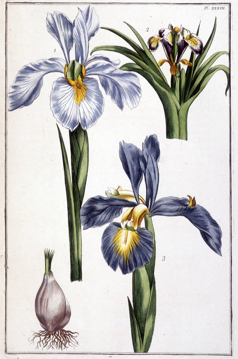 Ukendt billede af Maria Sibylla Merian