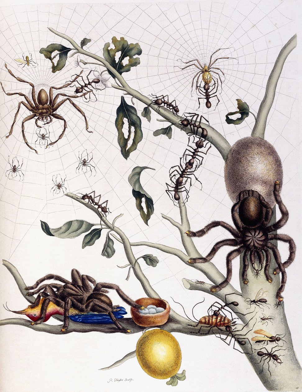 Forskellige spindlere fra Sydamerika, 1726 af Maria Sibylla Merian