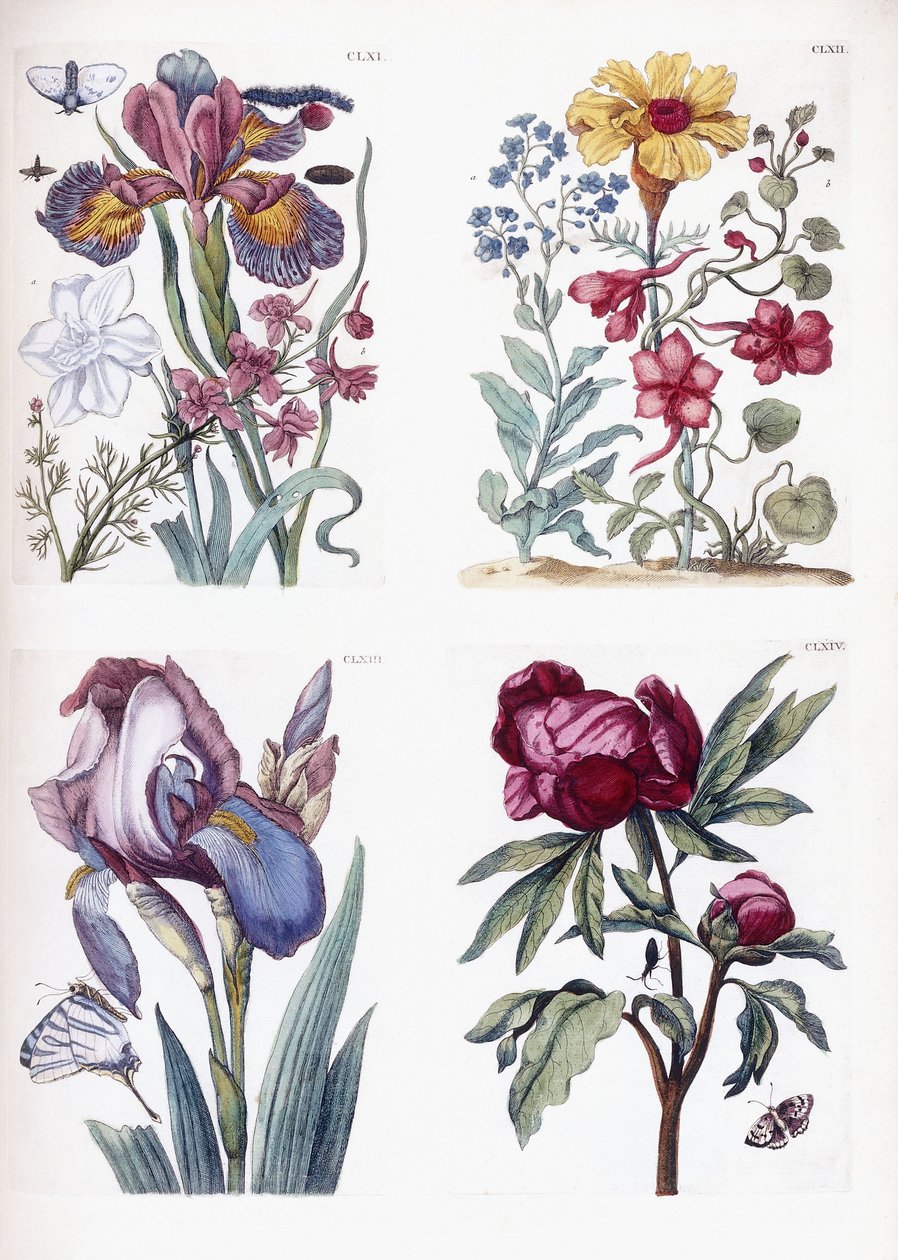 Forskellige europæiske insekter og blomster af Maria Sibylla Merian