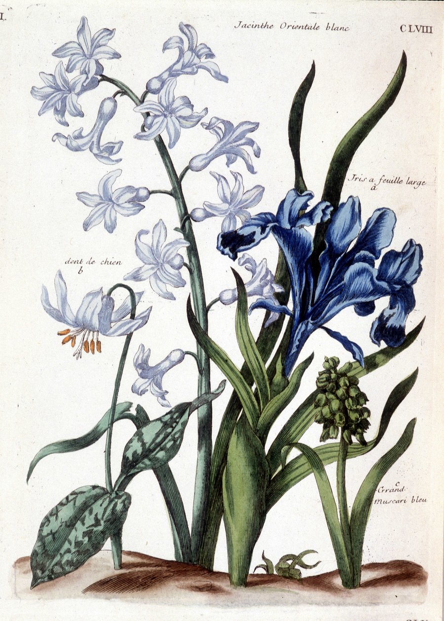 Hvid orientalsk hyacint, stor bladiris, hundetand, stor blå muscari - i "General history of the insects of Surinam and all of Europe"" af Maria Sibylla de Merian, red. Desnos, Paris af Maria Sibylla Merian