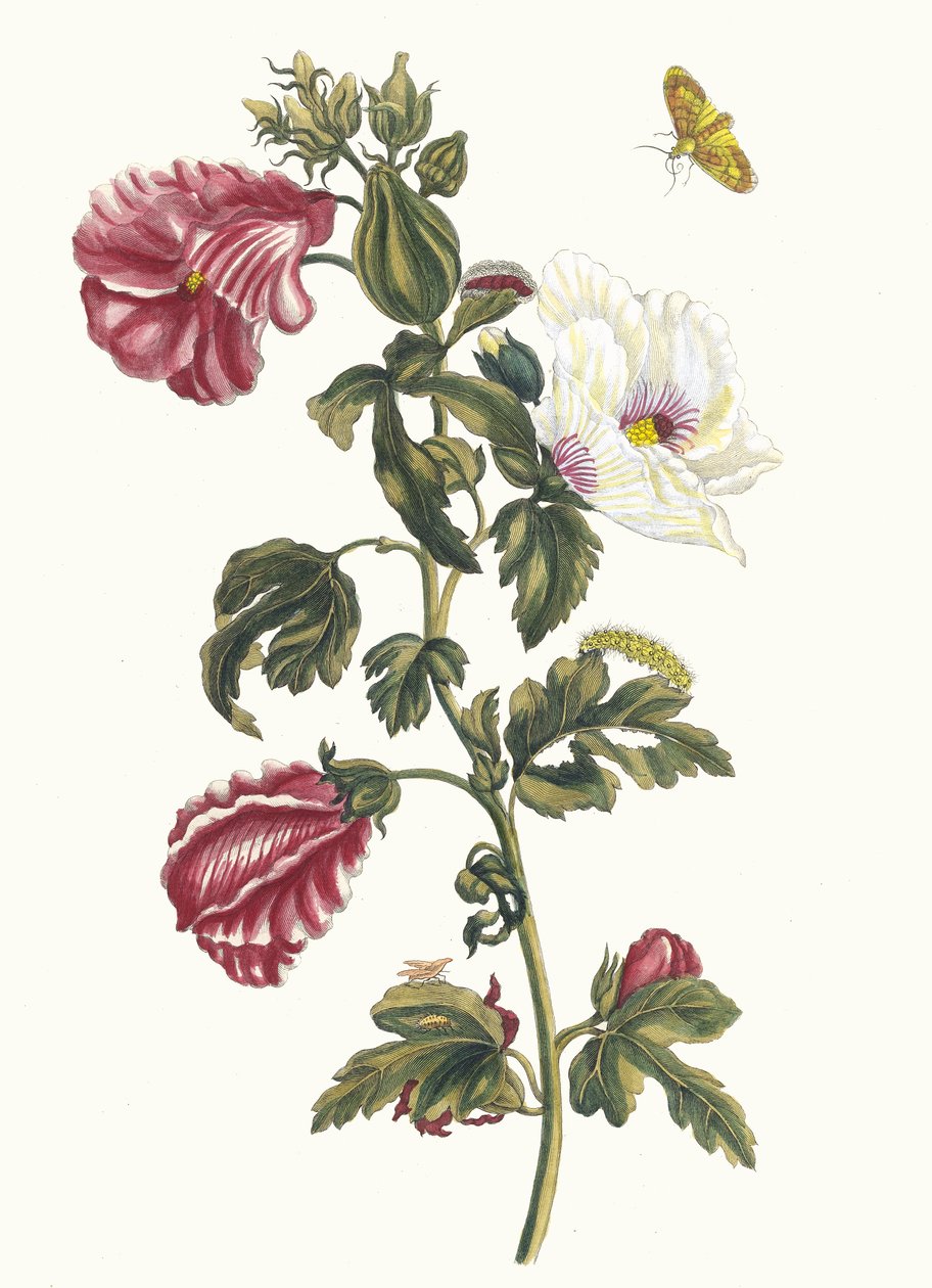 Althea. Fra bogen Metamorphosis insectorum Surinamensium, 1705. af Maria Sibylla Merian