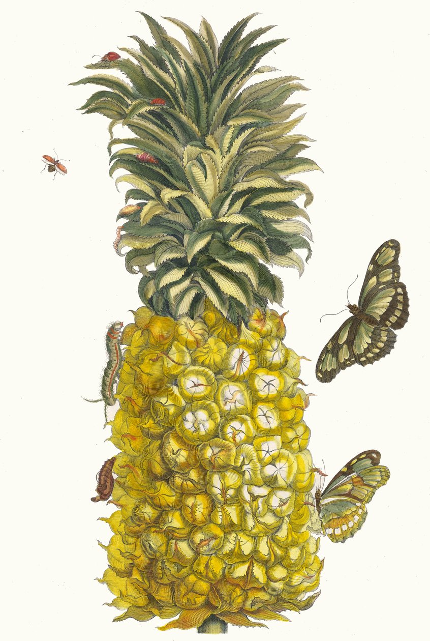 Ananas mur. Fra bogen Metamorphosis insectorum Surinamensium, 1705. af Maria Sibylla Merian