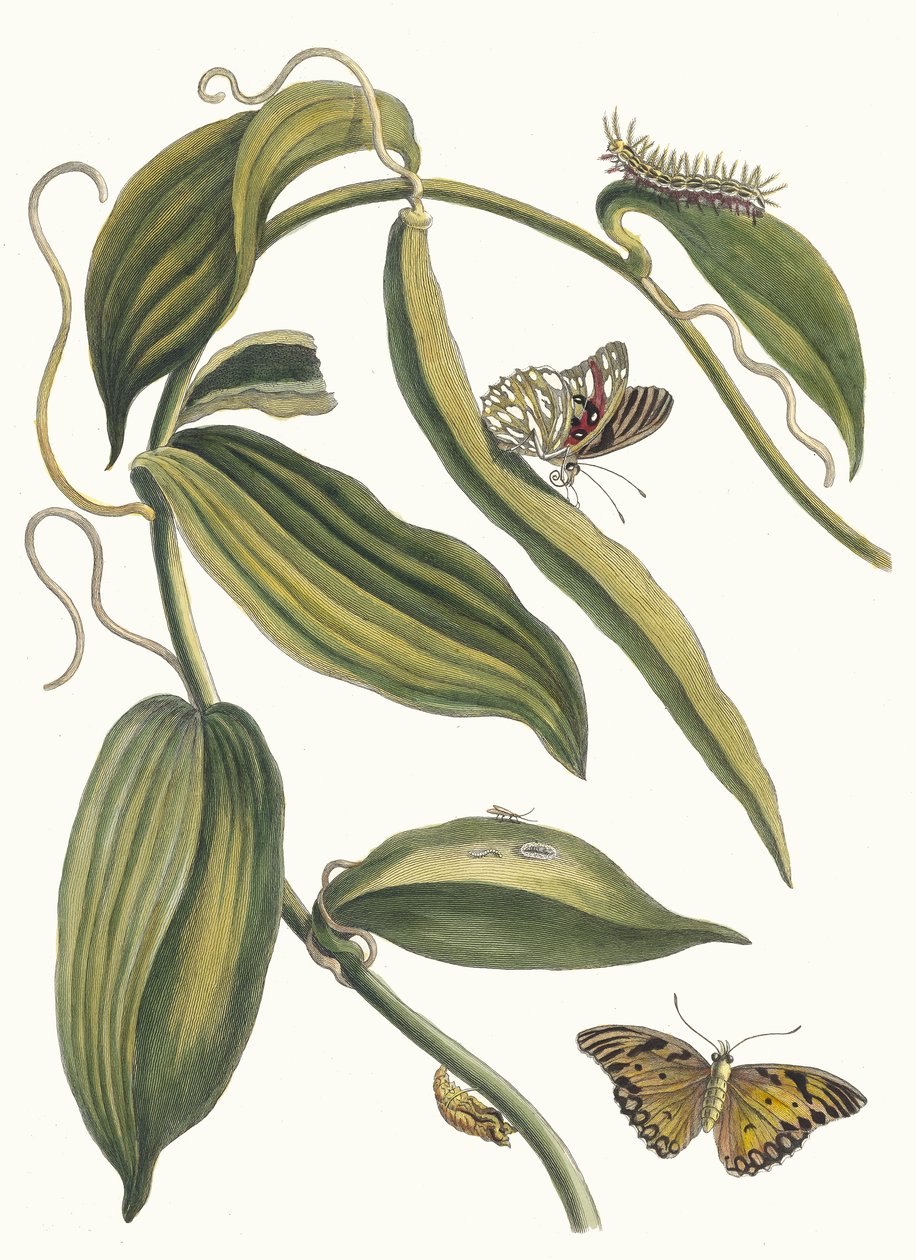 Banille. Fra bogen Metamorphosis insectorum Surinamensium, 1705. af Maria Sibylla Merian