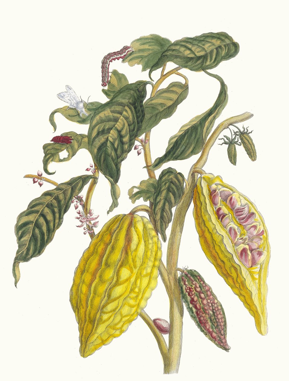 Kakao. Fra bogen Metamorphosis insectorum Surinamensium, 1705. af Maria Sibylla Merian