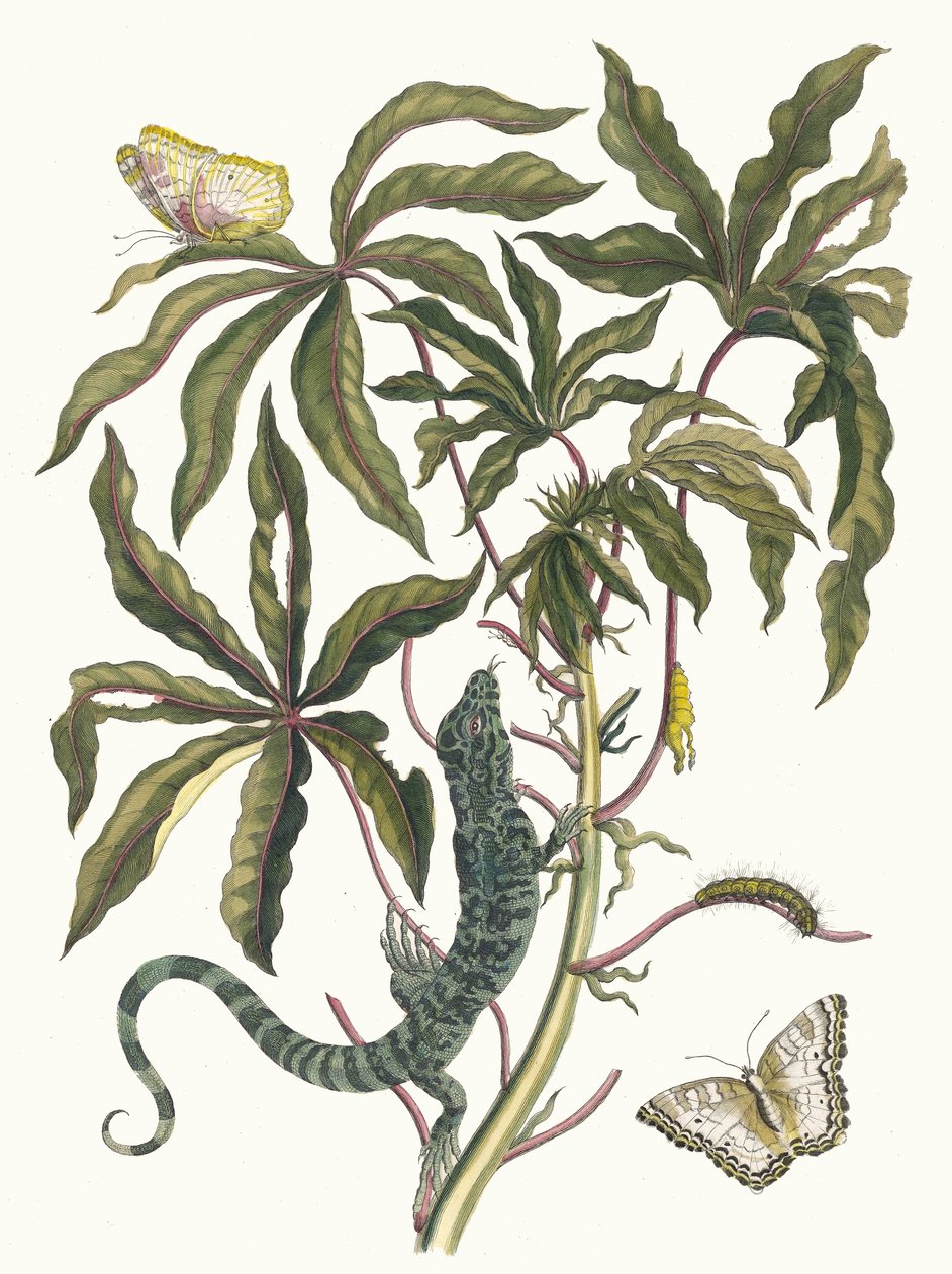 Cassave. Fra bogen Metamorphosis insectorum Surinamensium, 1705. af Maria Sibylla Merian