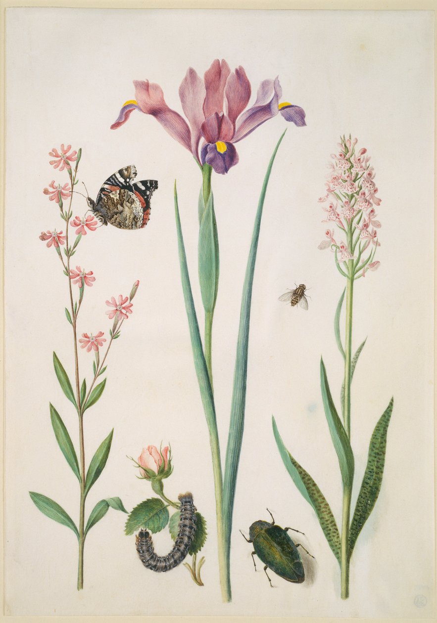 Limurt med admiralsommerfugl, rose med rævespinder, iris, svirreflue, pragttorbist og orkidé af Maria Sibylla Merian