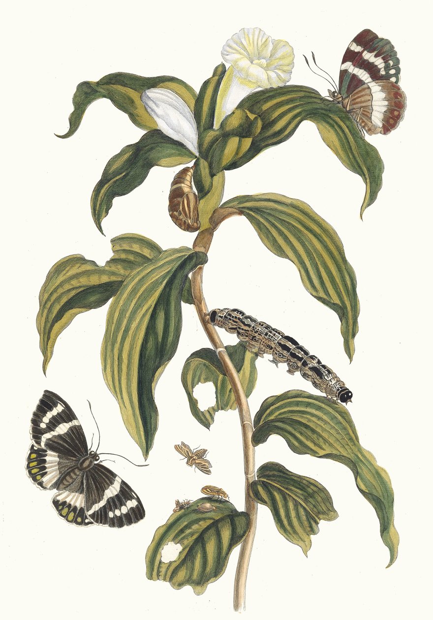 Arabiske omkostninger. Fra bogen Metamorphosis of Surinamese insekter, 1705. af Maria Sibylla Merian