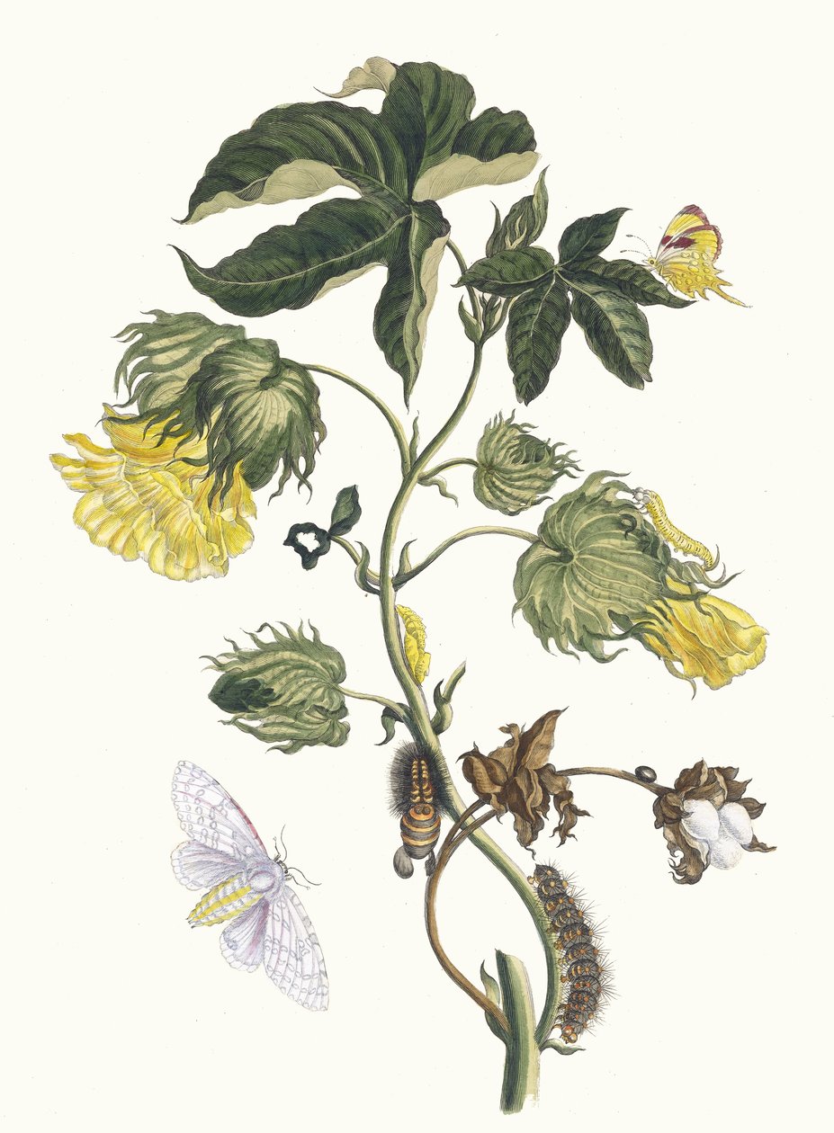 Cotonier. Fra bogen Metamorphosis insectorum Surinamensium, 1705. af Maria Sibylla Merian