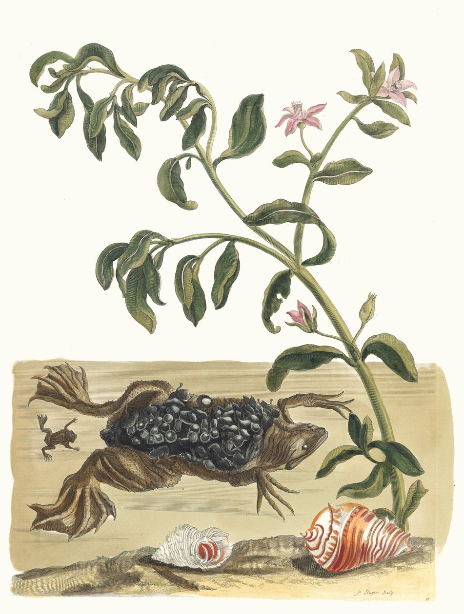 Cresson. Fra bogen Metamorphosis insectorum Surinamensium, 1705. af Maria Sibylla Merian