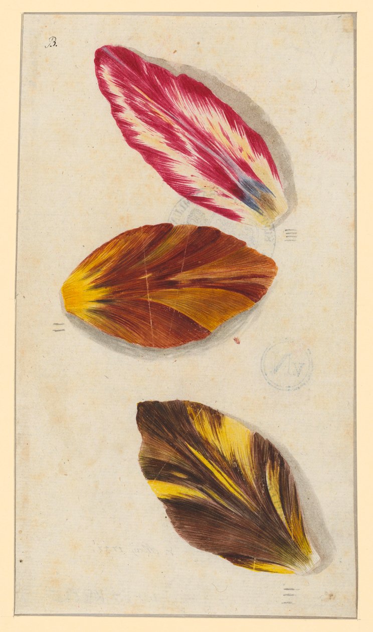 Einzelne Tulpenblätter af Maria Sibylla Merian