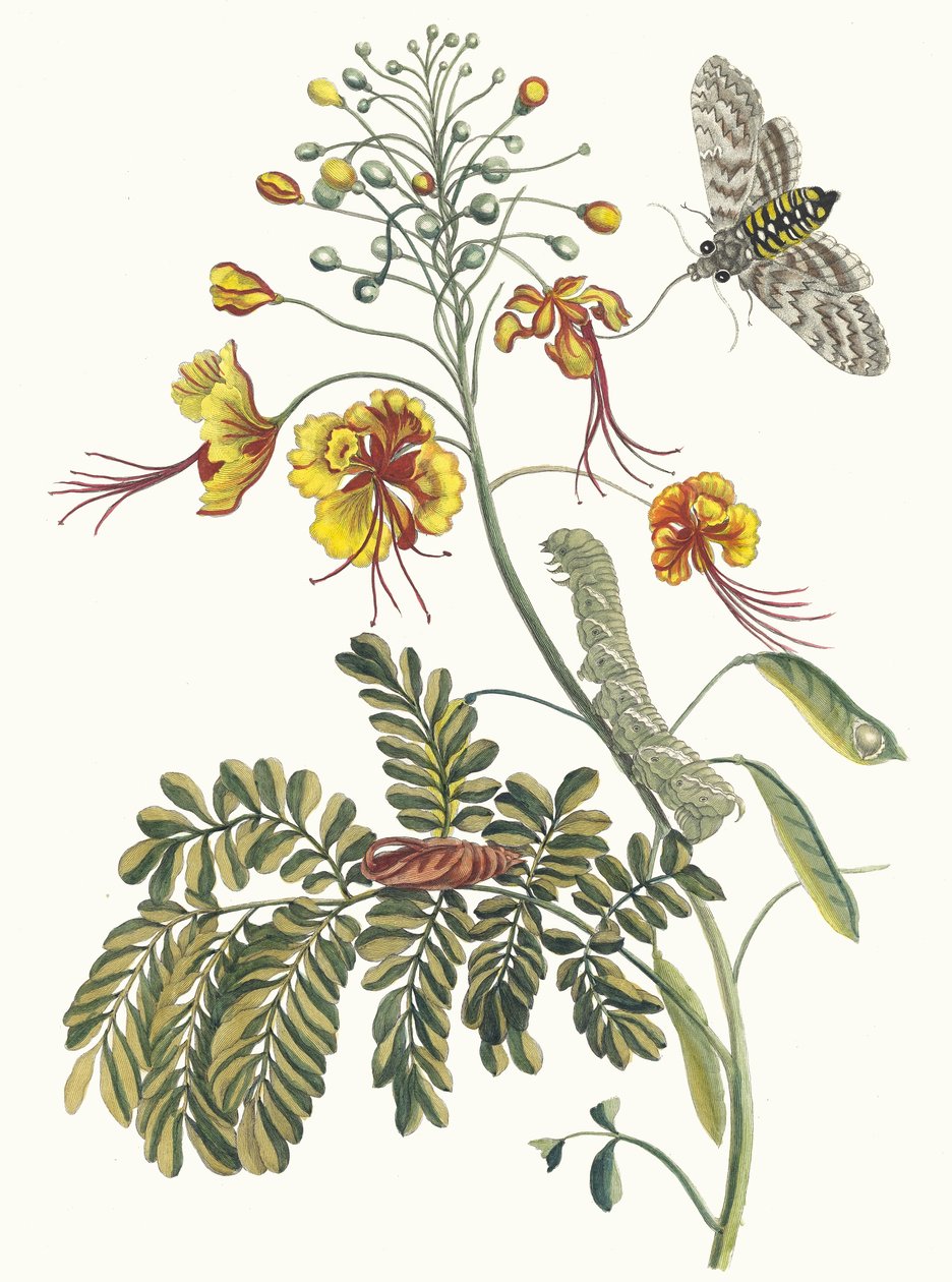 Påfugleblomst Fra bogen Metamorphosis of Surinamese insekter, 1705. af Maria Sibylla Merian