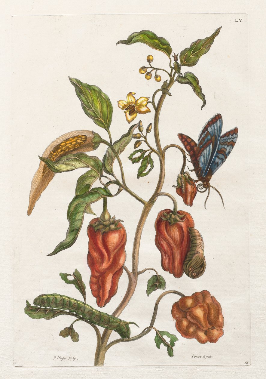 Generel historie om insekterne i Surinam og Europa: Vol I, nr. 55 - Indisk peber af Maria Sibylla Merian