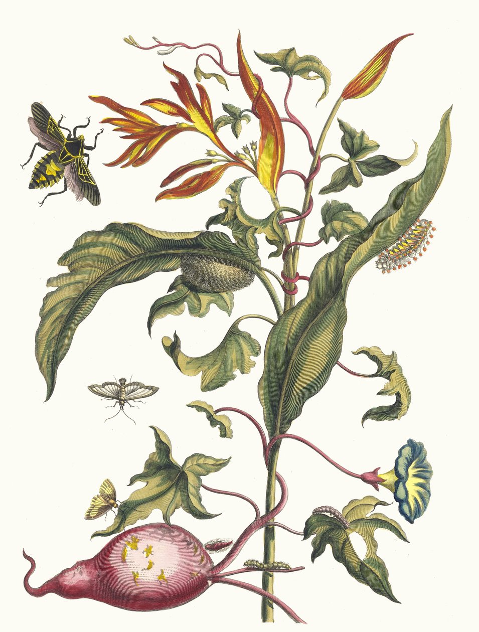 Ipomoea batatas og Heliconia psittacum. Fra bogen Metamorphosis insectorum..., 1705. af Maria Sibylla Merian