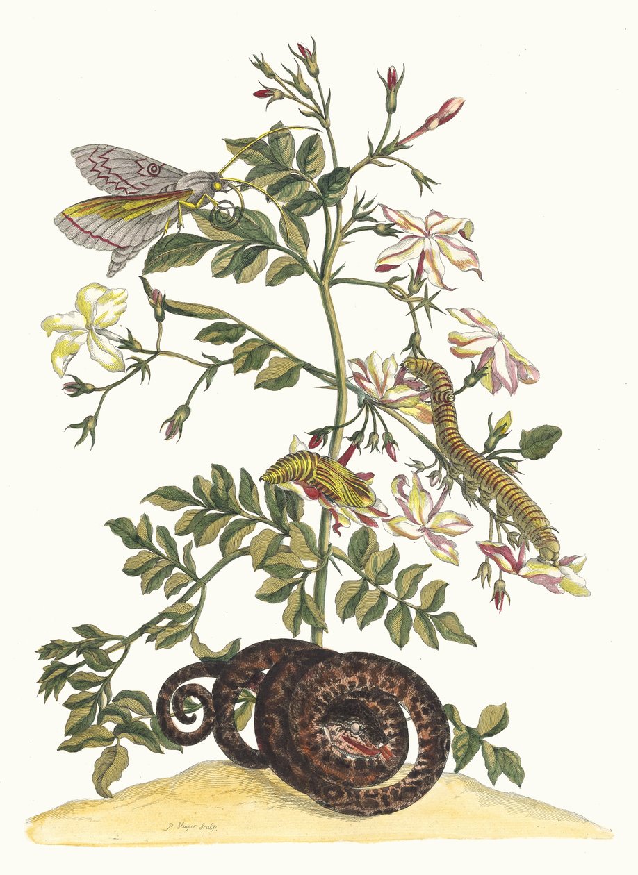 Jasminum grandiflorum. Fra bogen Metamorphosis insectorum Surinamensium, 1705. af Maria Sibylla Merian