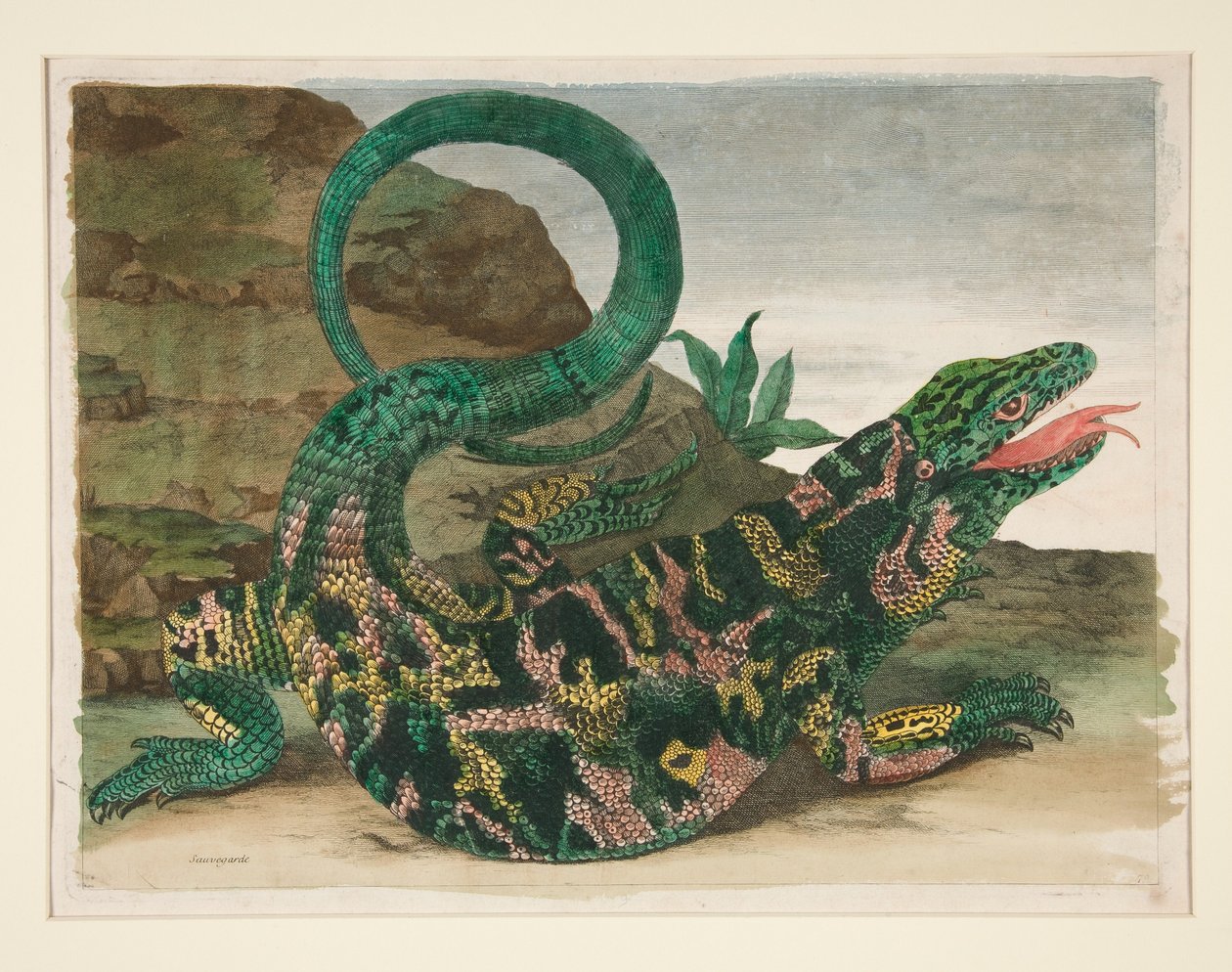 Øgle, fra Metamorphosis Insectorum Surinamensium af Maria Sibylla Merian