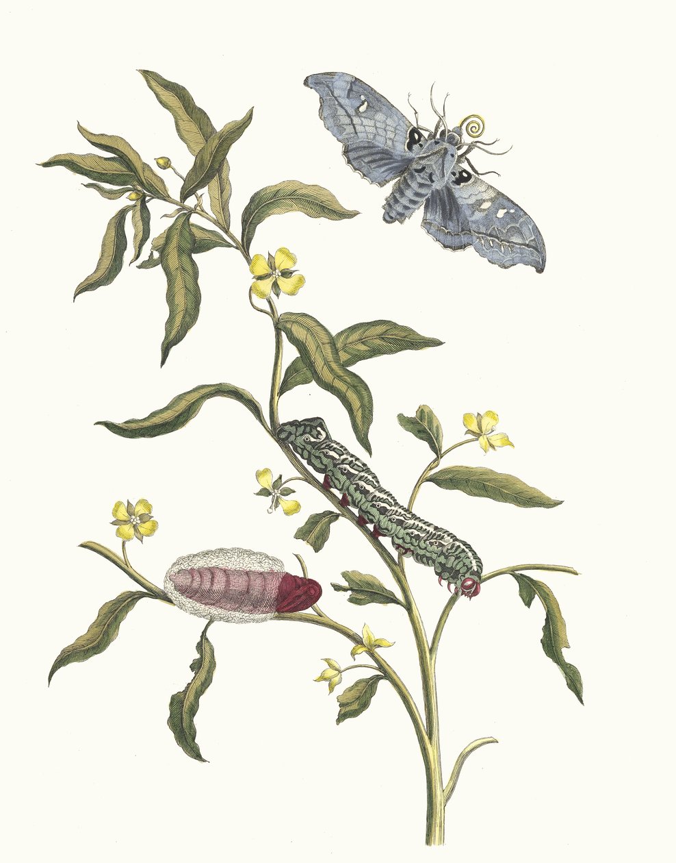 Ludwigia octovalvis. Fra bogen Metamorphosis insectorum Surinamensium, 1705. af Maria Sibylla Merian