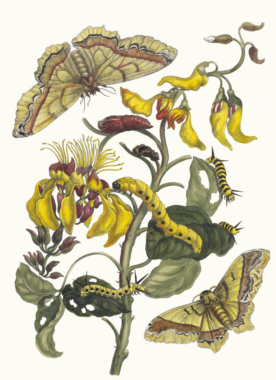 Pallisaden-boom. Fra bogen Metamorphosis insectorum Surinamensium, 1705. af Maria Sibylla Merian
