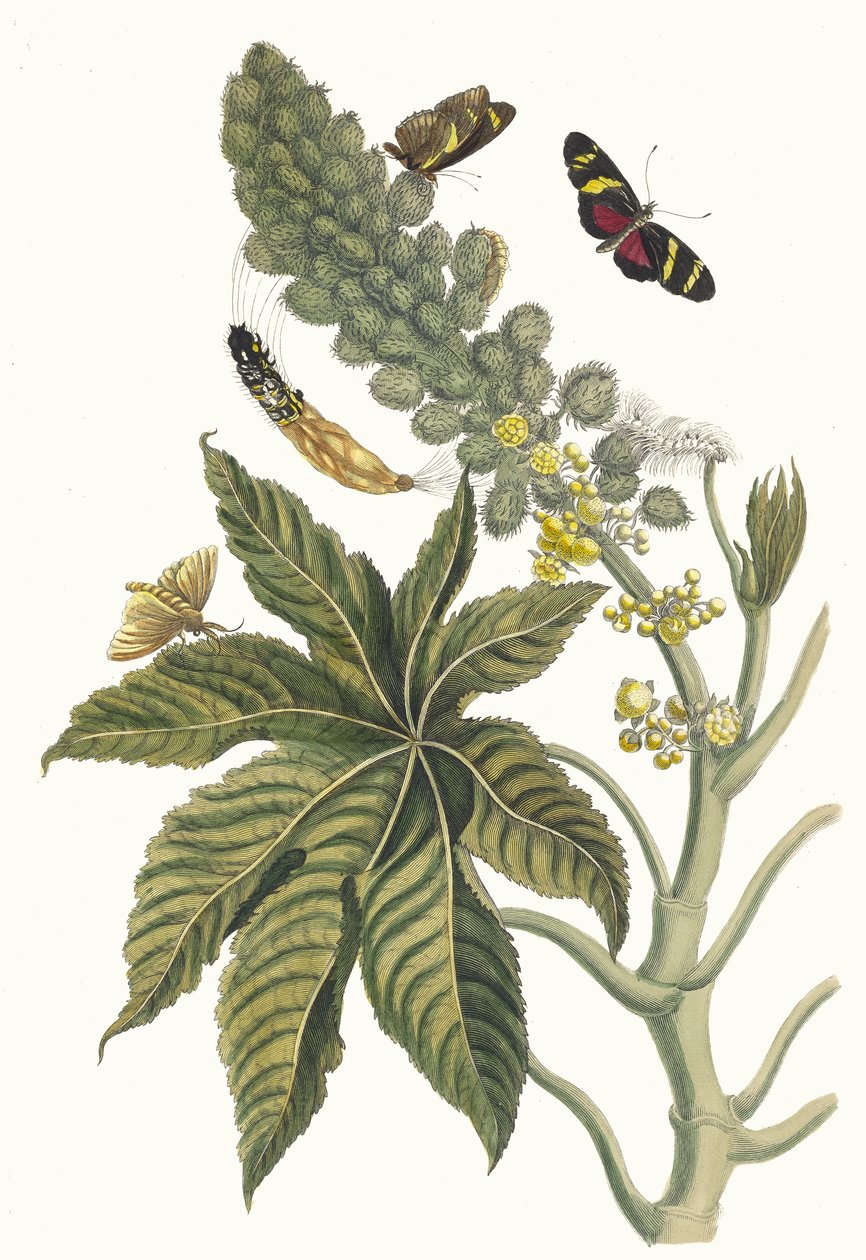 Palma Christi. Fra bogen Metamorphosis insectorum Surinamensium, 1705. af Maria Sibylla Merian
