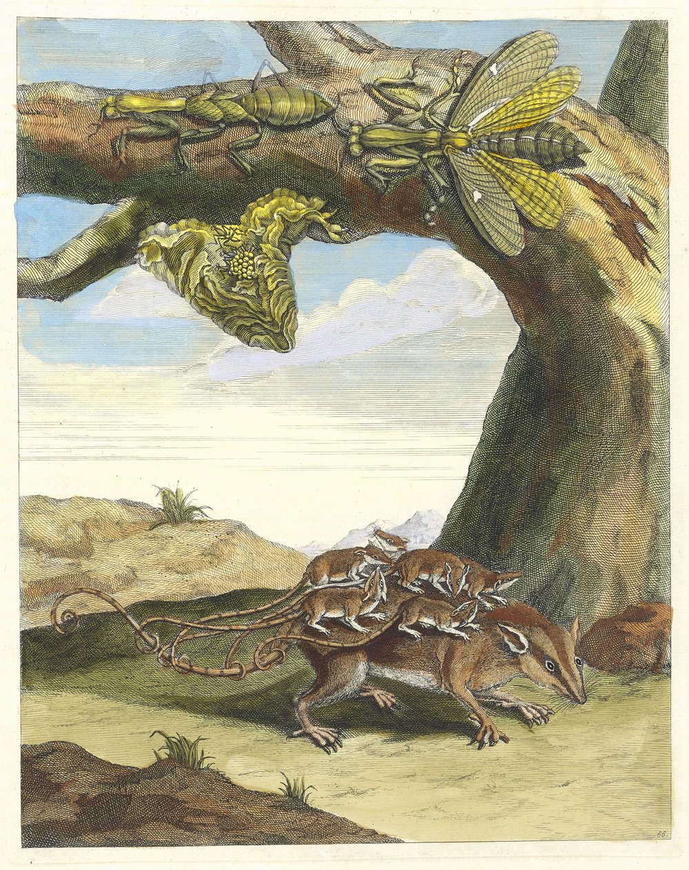 Rotte af skoven. Fra bogen Metamorphosis insectorum Surinamensium, 1705. af Maria Sibylla Merian