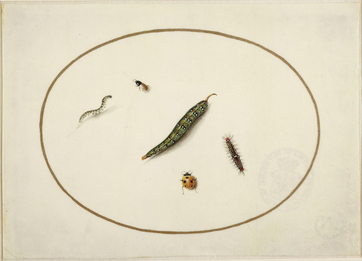 Larver og insekter, i en vandret oval, indrammet af en gylden linje, fint udført som en miniature af Maria Sibylla Merian