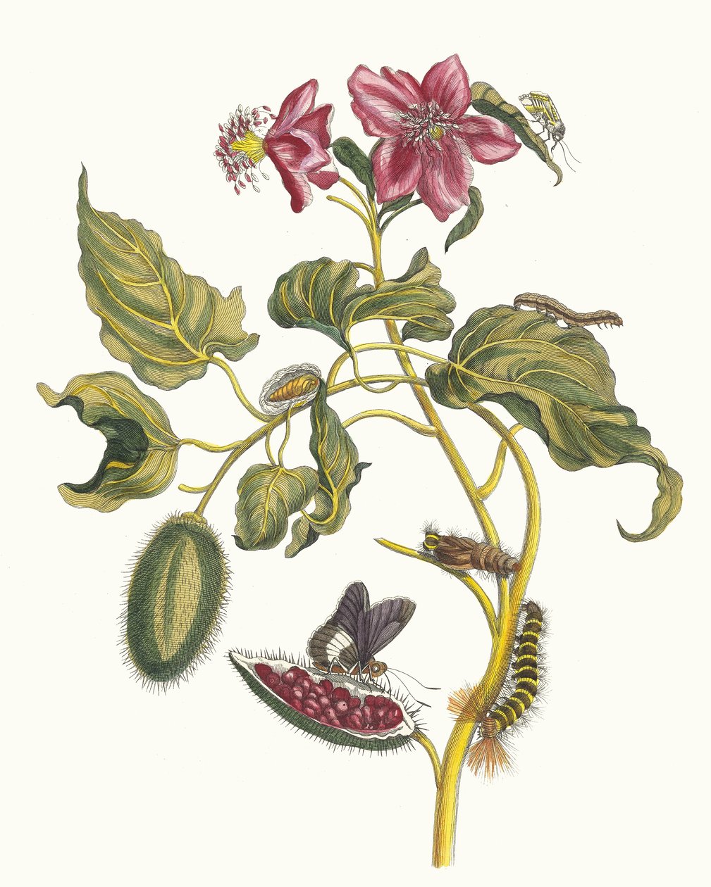 Rocu. Fra bogen Metamorphosis insectorum Surinamensium, 1705. af Maria Sibylla Merian