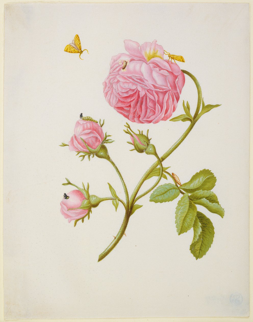 Rose med en bladruller i forvandlingsstadiet og en fastklæbet billelarve af Maria Sibylla Merian