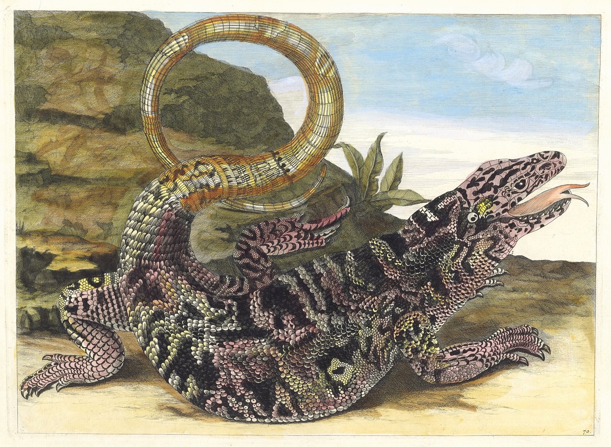 Sauvegarde. Fra bogen Metamorphosis insectorum Surinamensium, 1705. af Maria Sibylla Merian
