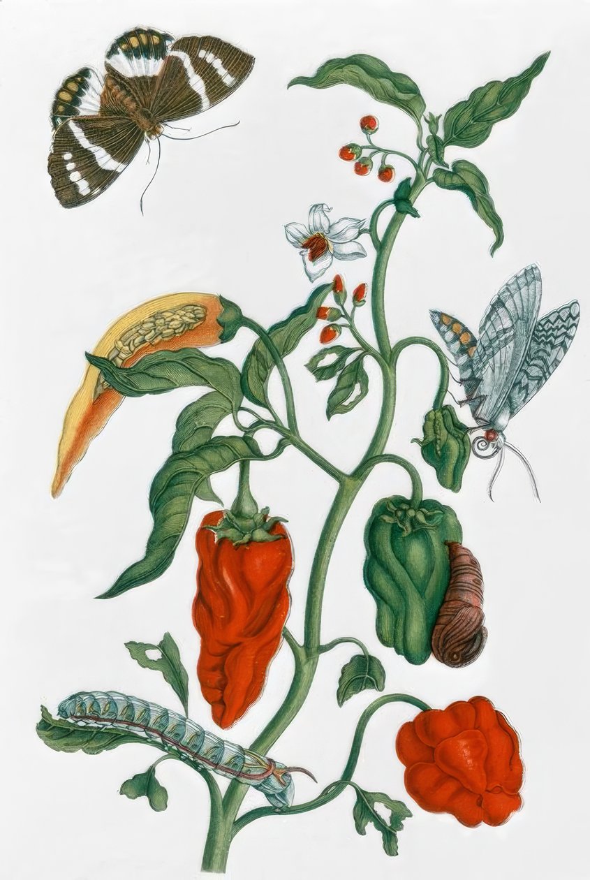 Spansk peber / M.S. Merian af Maria Sibylla Merian