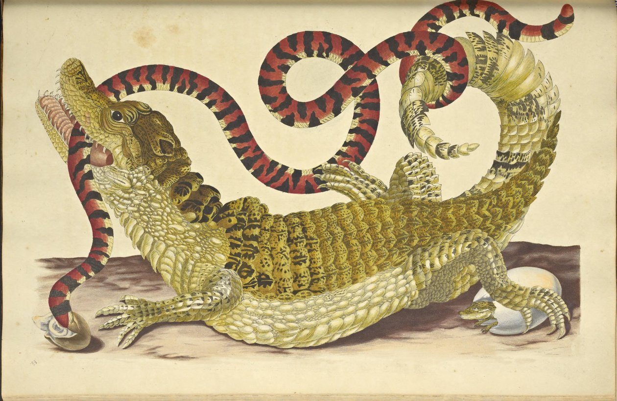 Spektakuleret Caiman Caiman Crocodilus og en falsk koralslange, 1705. af Maria Sibylla Merian