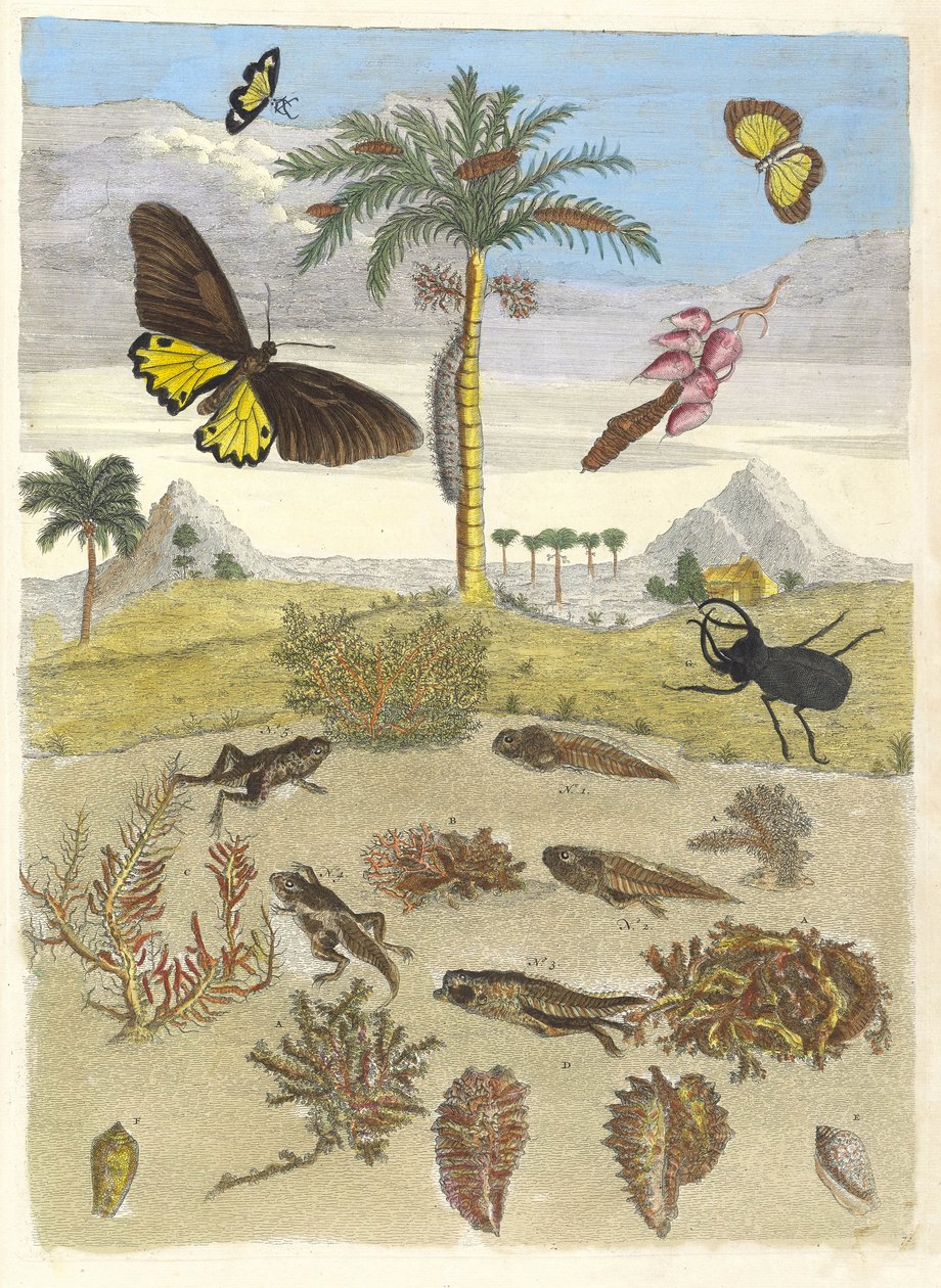 Hjortebille, padder og palmer. Fra bogen Metamorphosis insectorum..., 1705. af Maria Sibylla Merian