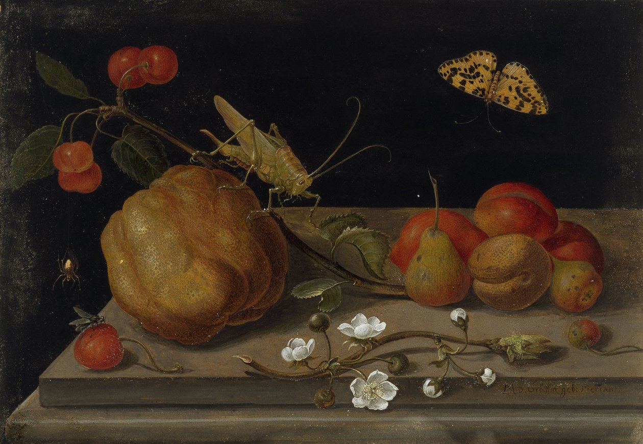 Stilleben med frugt, en græshoppe og en sommerfugl, mellem 1670 og 1680. af Maria Sibylla Merian