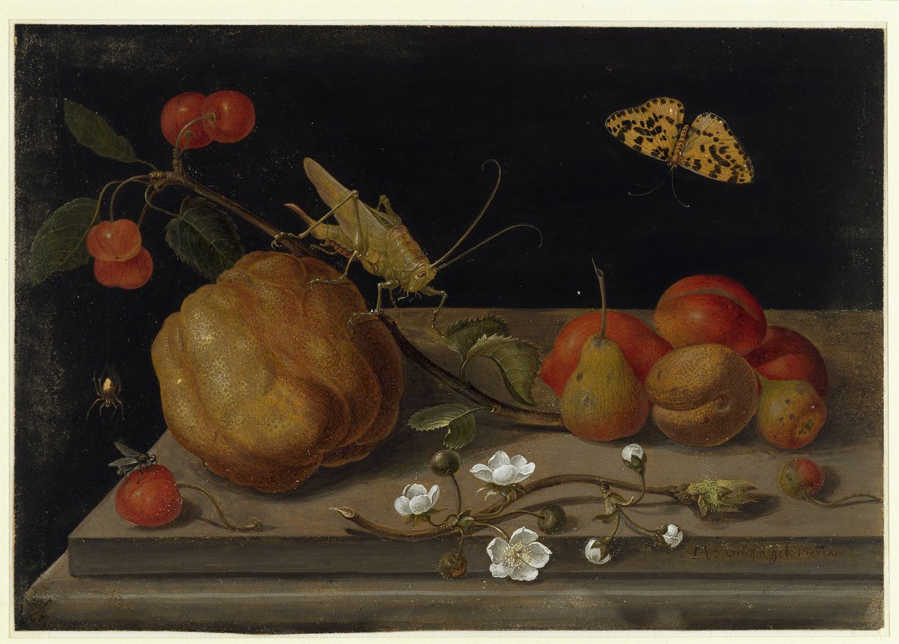 Stilleliv med frugter, en græshoppe og en sommerfugl af Maria Sibylla Merian