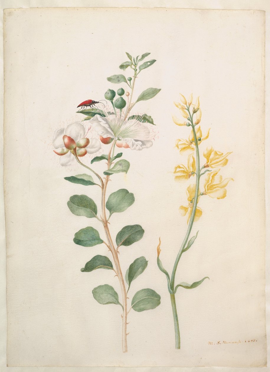 Studie af kapers, tornblad og en bille af Maria Sibylla Merian