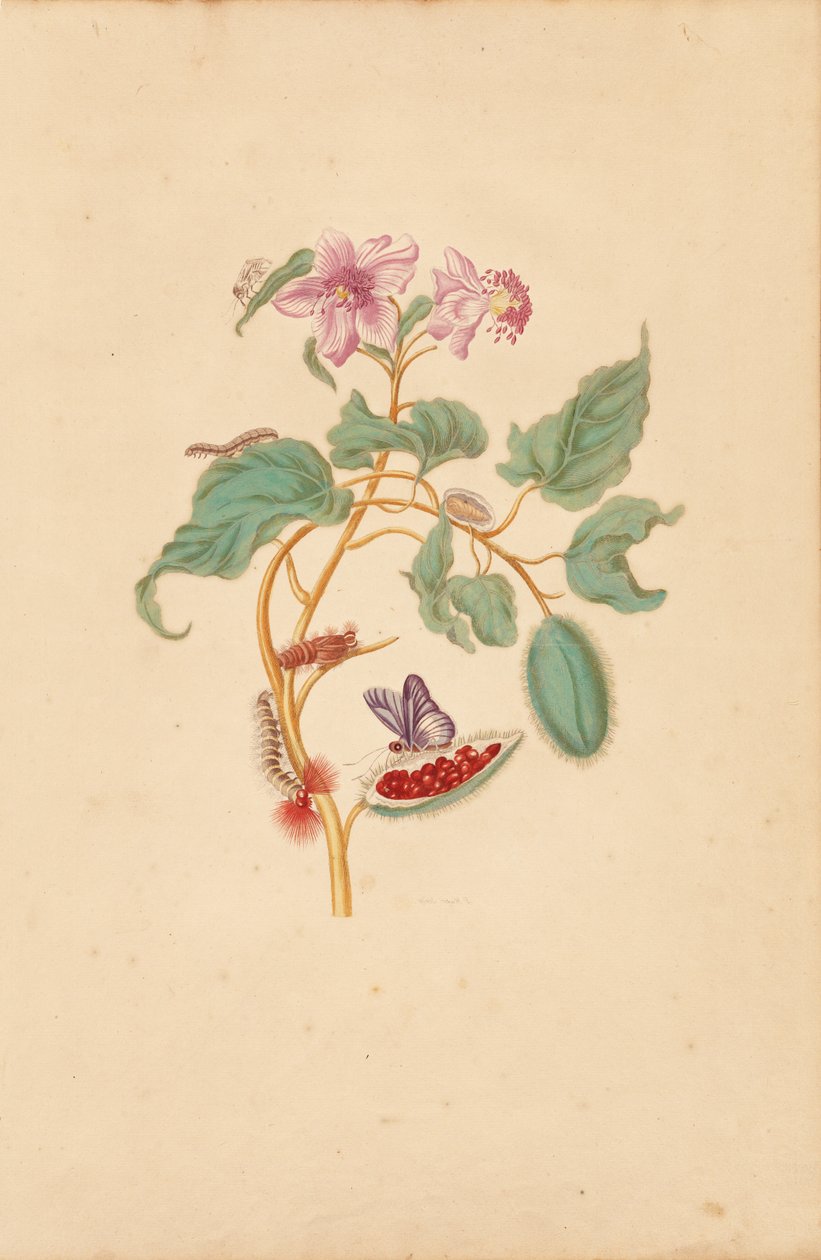 Rocu-træet med larver, møl og sommerfugle af Maria Sibylla Merian