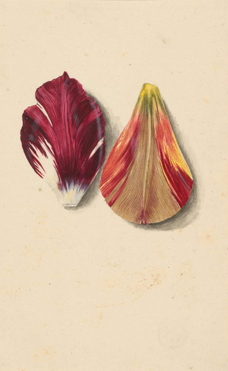 To tulipanblade. af Maria Sibylla Merian
