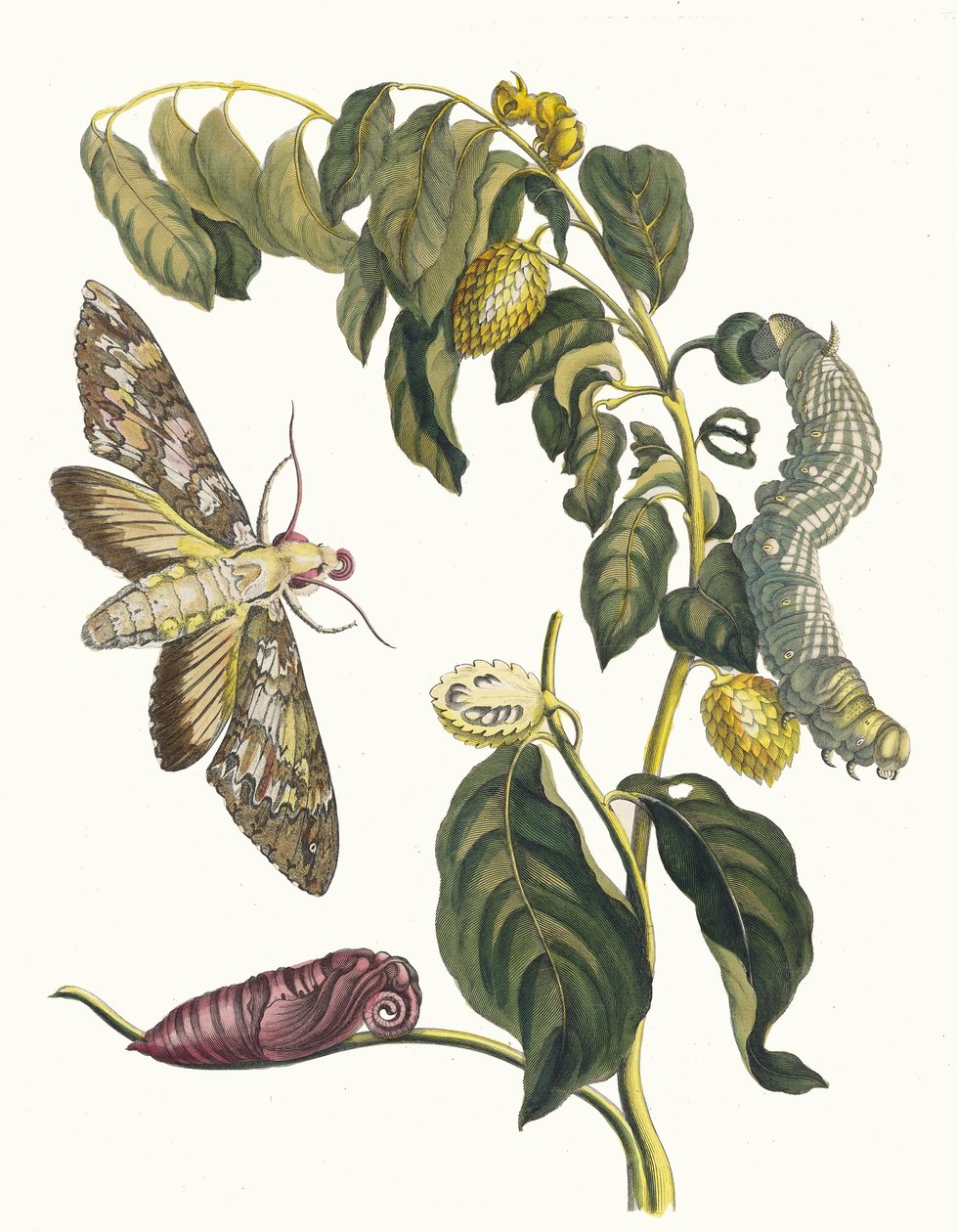 Zursak. Fra bogen Metamorphosis insectorum Surinamensium, 1705. af Maria Sibylla Merian