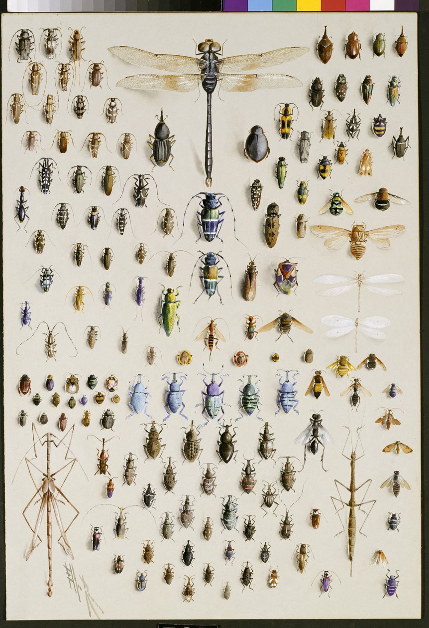 Et hundrede og halvtreds insekter, domineret på toppen af en stor guldsmede af Marian Ellis Rowan