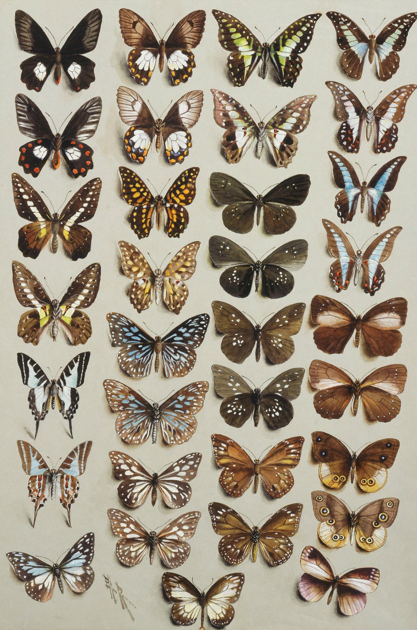 Treogtredive sommerfugle, i fire søjler, tilhørende Papilionidae og Danainae familierne, af Marian Ellis Rowan