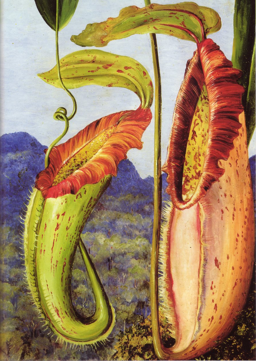 En ny kandebærerplante fra kalkstensbjergene i Sarawak, Borneo af Marianne North