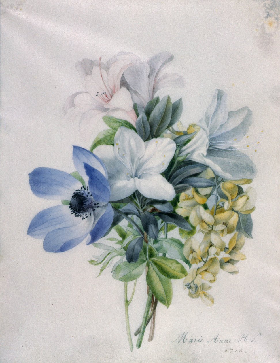 Anemone, wisteria og laburnum af Marie Anne