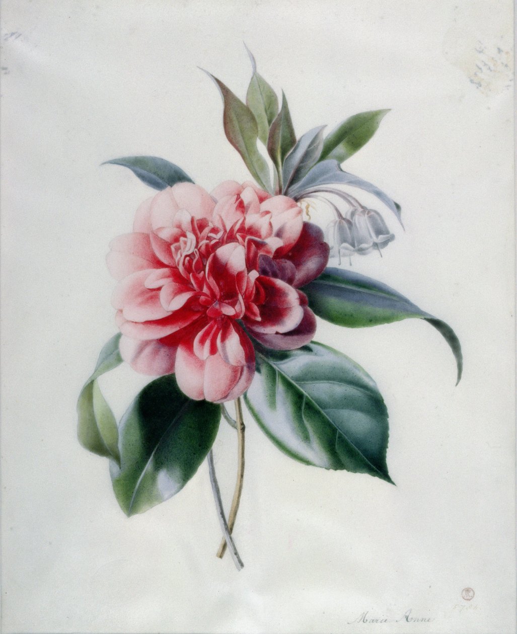 Camellia af Marie Anne
